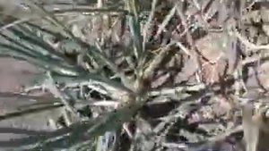 Маточные луковицы Березовского Аристократа