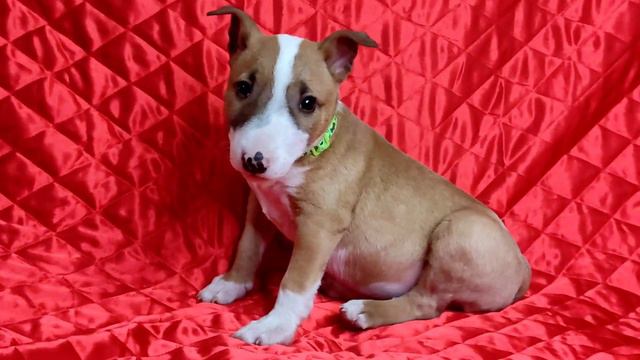 мини бультерьер смотреть онлайн