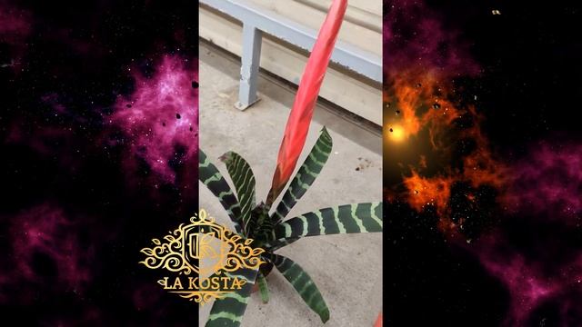 Вриезия Спленриет смотреть онлайн