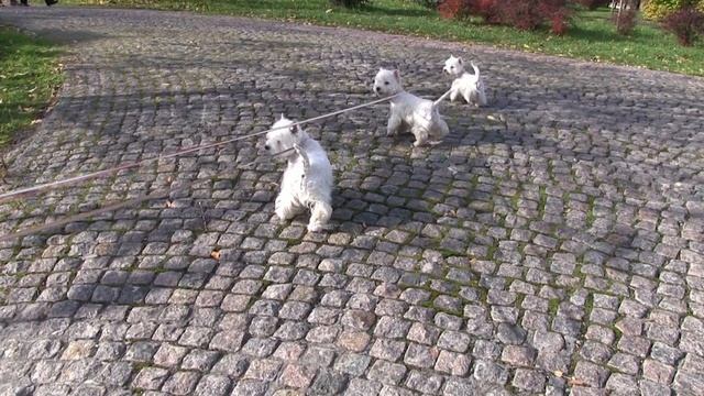 Питомник вест хайленд уайт терьер. смотреть онлайн