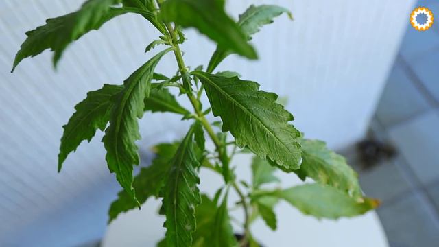 Só a folha dessa planta (destrói vermes, analgésica, cicatrizante) смотреть онлайн