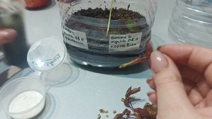 Черенкование роз почкой поздней осенью.1часть.