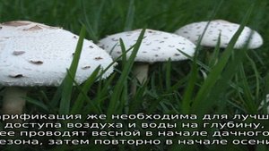 Как избавиться от грибов на газоне