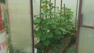 Сколько лет может прослужить поликарбонат на тепличке