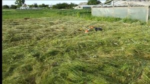 Сено для кроликов. Давать сено или нет? Кормление кроликов