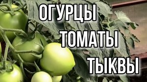 Подробнее об огурцах... а так же томаты, тыквы и др.