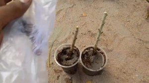 easy யா செம்பருத்தி கட்டிங்ஸ் செய்யலாம் | Hypiscas cuttings in tamil | Gardening tamil