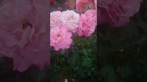 Роза Чикаго Пис