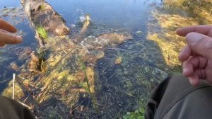 ЛОВЛЯ ЩУКИ МОНТАЖ ЛЕТНЕЙ ЖЕРЛИЦЫ