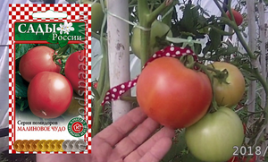 томат малиновое чудо.mp4