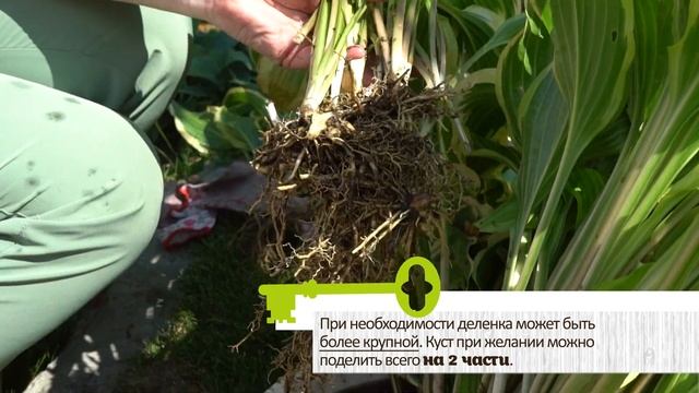 ДЕЛЕНИЕ ХОСТЫ. Простая процедура для размножения растения смотреть онлайн