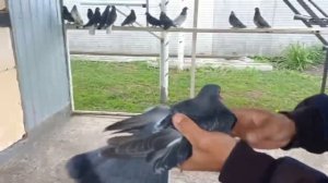 Николаевские голуби Воронежская область