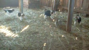 первая охота молодой русской пегой стаи гончих