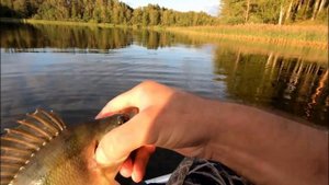 Спиннинг Тверская  обл .По лесным озерам..mp4