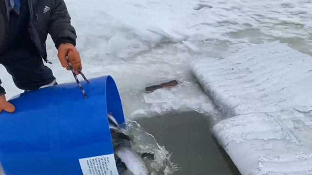 Добавили форель в водоем смотреть онлайн