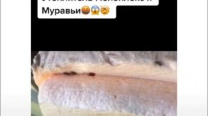 Муравьи едят пеноплекс. Смотреть до конца!! Не делай этого!!