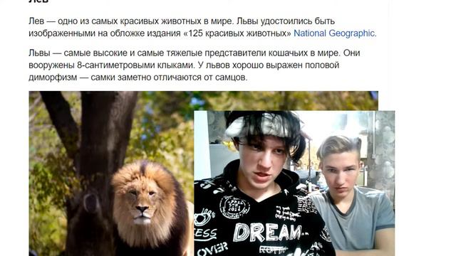 самые красивые животные