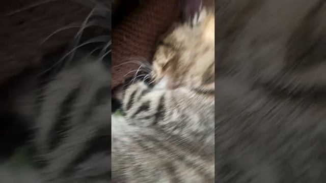 У кота смешно дёргаются усики, когда он спит смотреть онлайн