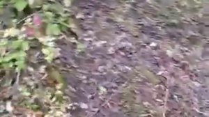 Мох вырос на участке