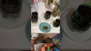 Голубая ель из черенка. Как черенковать осенью?