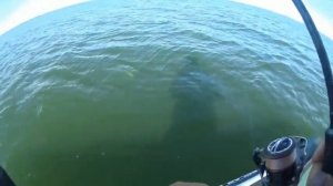 Веселовское водохранилище  август 2020 Судак Окунь Щука