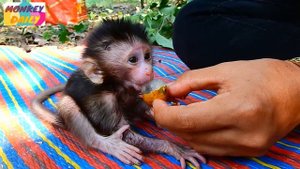 Poor Baby hungry cry can't wait for help, New pity baby so hungry eat Mangoes, Monkey Daily 5845