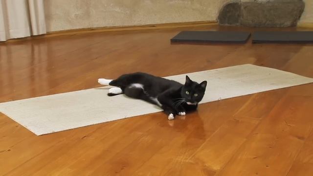 My Cat doing Yoga ! смотреть онлайн