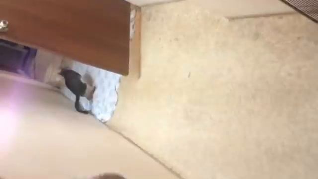 Кот Кузя смотреть онлайн