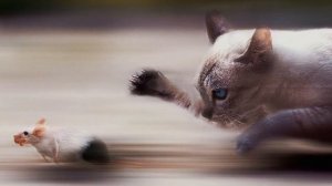 Кошки захватили Турцию? Как и где живут кошки в Турции? Животные в Турции