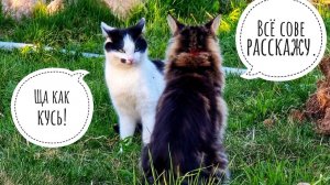 Кошка Морошка и кот Бонифаций крушат мои цветочки. Прекрасный подарок от "Антикошки"!