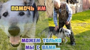 Макею не выжить в деревне одному...Без нашей с вами помощи - он погибнет! Но мы ВСЁ МОЖЕМ ВМЕСТЕ!