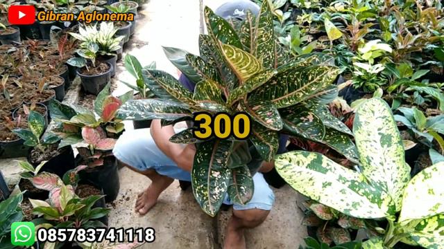 PROMO BESAR-BESARAN AGLONEMA SPECIAL GRATIS ONGKIR SELURUH INDONESIA смотреть онлайн