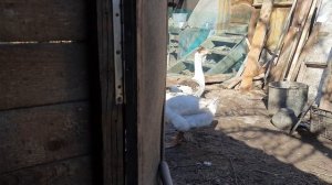 Гуси несутся// гусыня на гнезде// что делать, когда гусыня решила сесть?