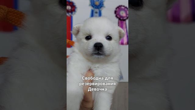 японский шпиц питомник Цунени Катцу