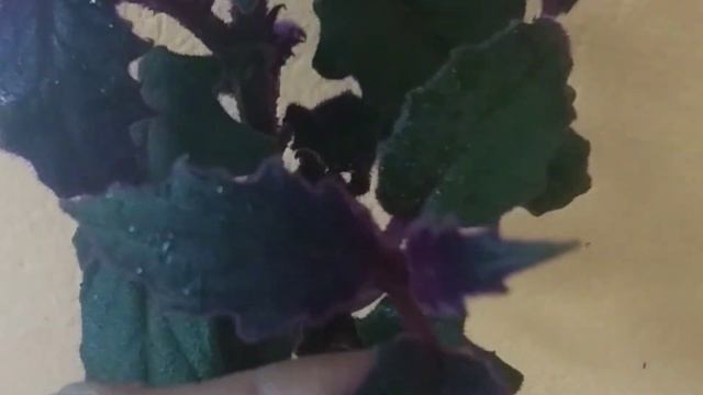 gynura aurantiacapurple passion plantroyal velvet plant