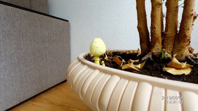 В фикусе вырос гриб! смотреть онлайн