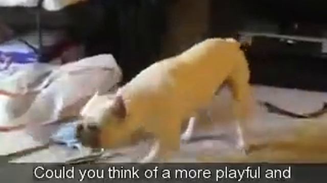 Rupert's Begining смотреть онлайн