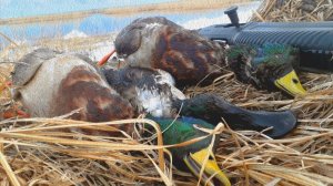 Закрытие весенней охоты на водоплавающую дичь. 2024 г.