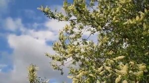 Белый цвет,черемухи цвет