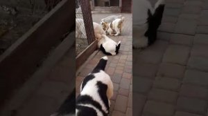 Щенки Алабая -будни питомника ? нужно купить щенка