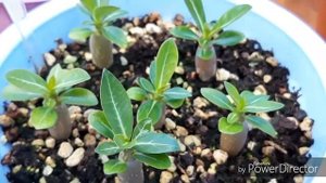 Адениум, сеянцы в три месяца 😀