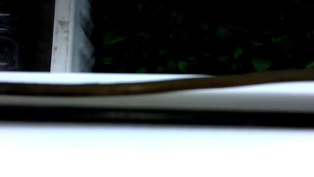 Обзор рассады (петунии,цинерарии, арктотиса и других) часть 4 смотреть онлайн