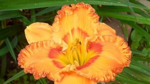 лилейник HALLOWEEN COSTUME