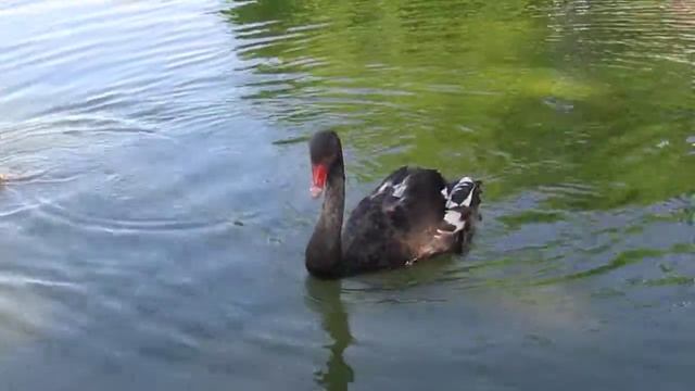 черные лебеди смотреть онлайн