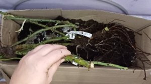 ?Обзор саженцев роз из Питомника "Вдохновение".Тольятти.????#уральскиерозы #обзорпосылок