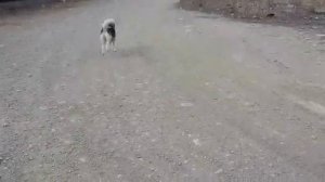 Высыл собаки по команде "Вперед"