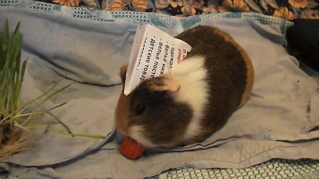 Пилотка на Морской свинке;-) смотреть онлайн