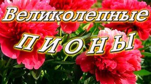 Пионы. Цветочная энергетика или садовый пофигизм? Вопросы и ответы в нашем видео.