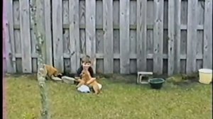 1996 Puppies.wmv