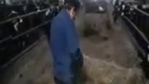 Заботливый скотник